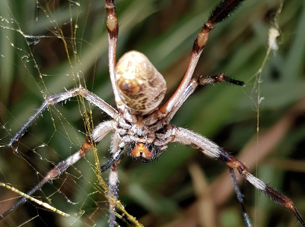 Female Golden Orb-weaver Spider (Trichonephila edulis), Alice Springs NT