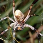 Female Golden Orb-weaver Spider (Trichonephila edulis), Alice Springs NT