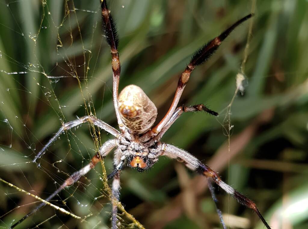 Female Golden Orb-weaver Spider (Trichonephila edulis), Alice Springs NT