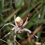 Female Golden Orb-weaver Spider (Trichonephila edulis), Alice Springs NT