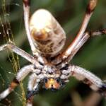 Female Golden Orb-weaver Spider (Trichonephila edulis), Alice Springs NT