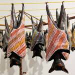 Fruit bats 1991, artist Lin Onus