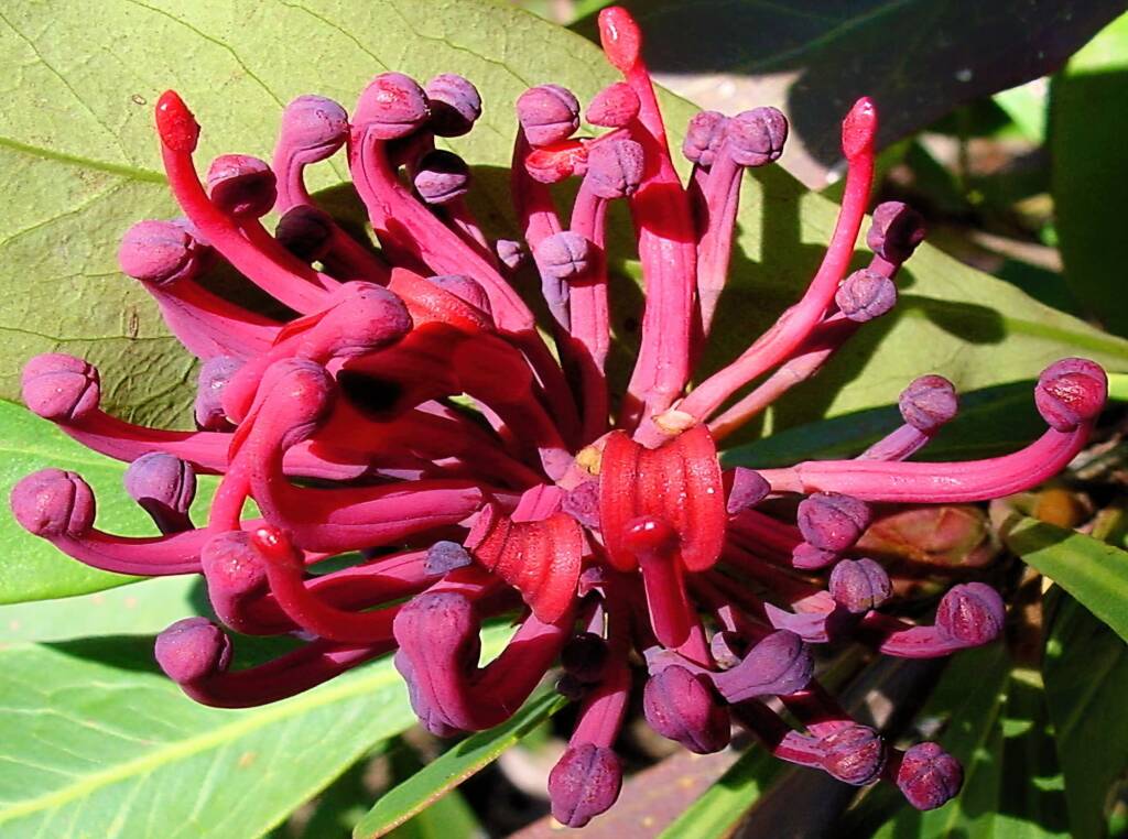 Gippsland Waratah (Telopea oreades), Blue Mountains Botanic Garden, NSW