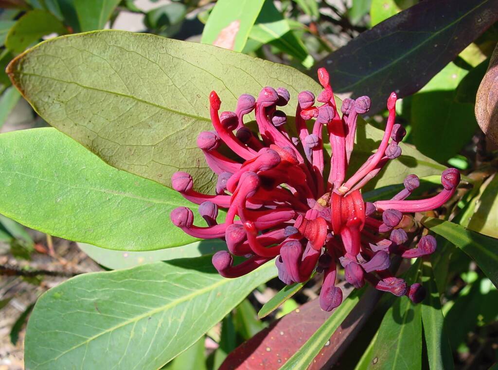Gippsland Waratah (Telopea oreades), Blue Mountains Botanic Garden, NSW