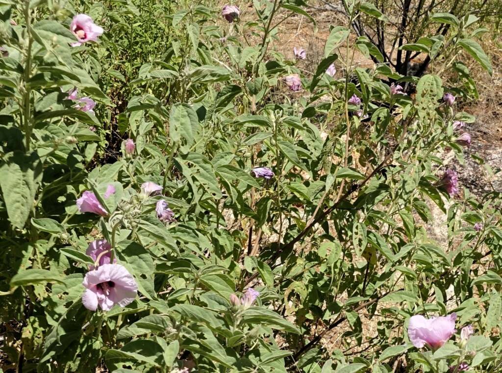 Australian Desert Rose (Gossypium australe), Alice Springs Desert Park NT