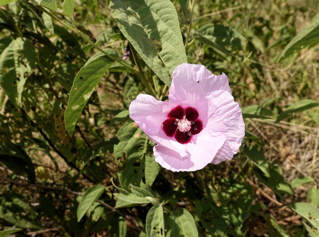 Australian Desert Rose (Gossypium australe), Alice Springs Desert Park NT