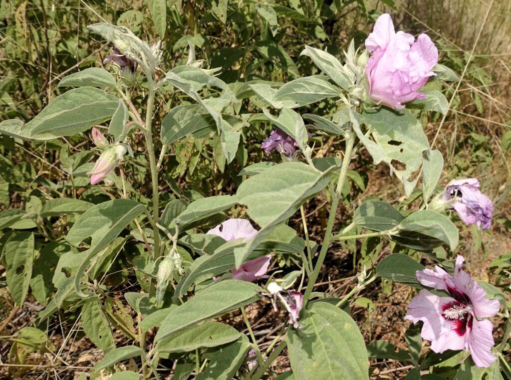Australian Desert Rose (Gossypium australe), Alice Springs Desert Park NT