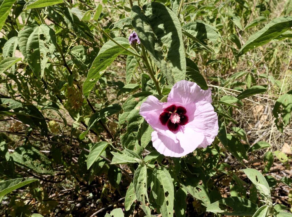Australian Desert Rose (Gossypium australe), Alice Springs Desert Park NT