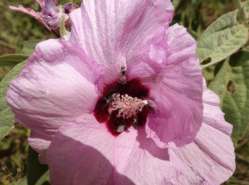 Australian Desert Rose (Gossypium australe) with Australiphthiria sp, Alice Springs Desert Park NT