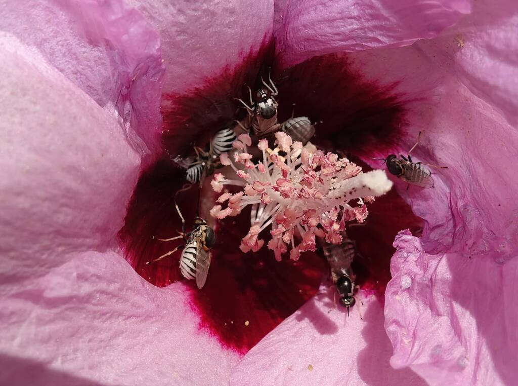 Australian Desert Rose (Gossypium australe) with Australiphthiria sp, Alice Springs Desert Park NT