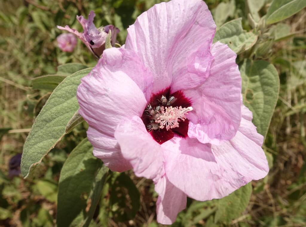 Australian Desert Rose (Gossypium australe) with Australiphthiria sp, Alice Springs Desert Park NT