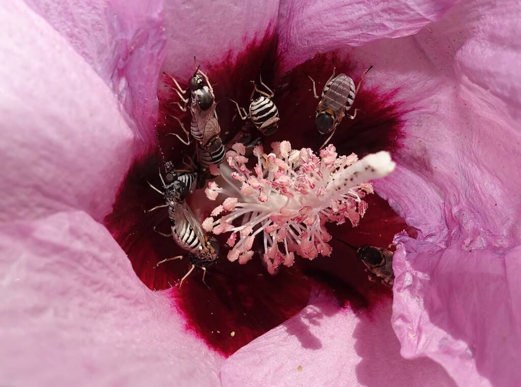 Australian Desert Rose (Gossypium australe) with Australiphthiria sp, Alice Springs Desert Park NT