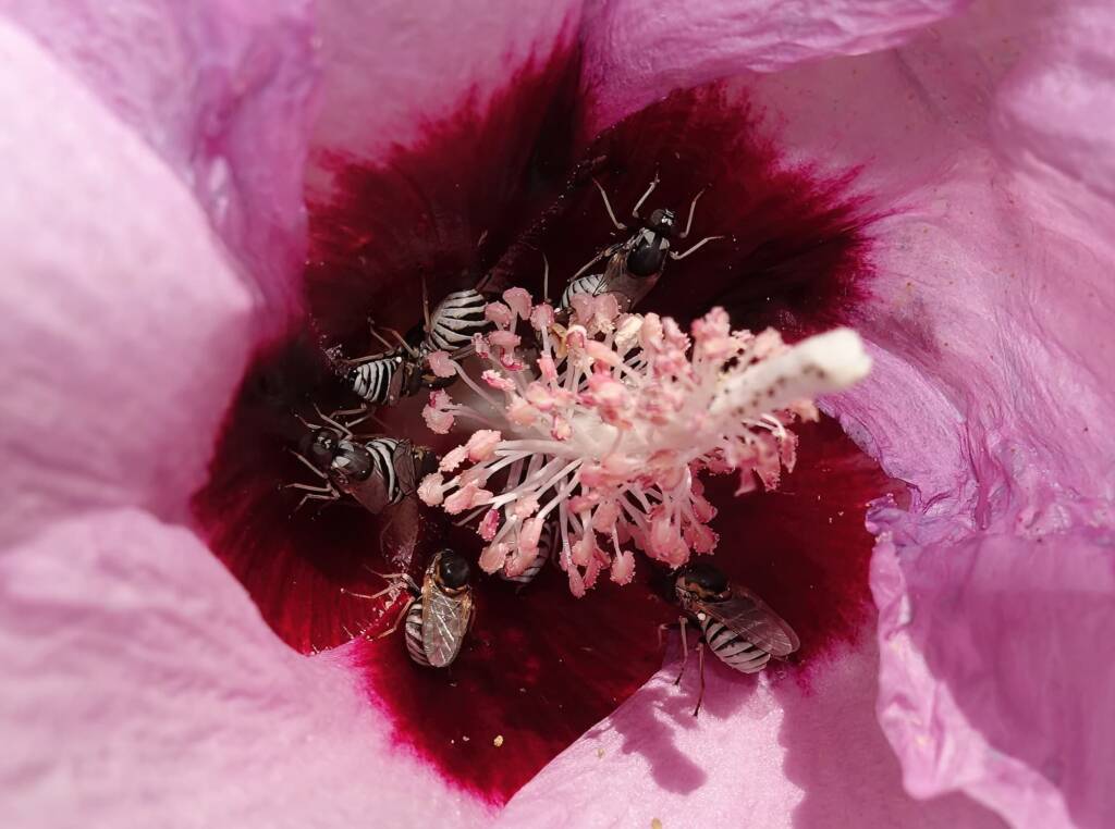 Australian Desert Rose (Gossypium australe) with Australiphthiria sp, Alice Springs Desert Park NT