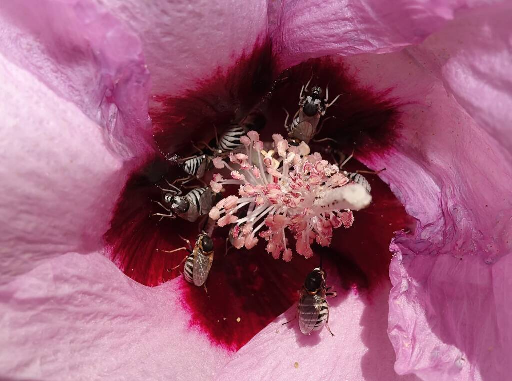 Australian Desert Rose (Gossypium australe) with Australiphthiria sp, Alice Springs Desert Park NT