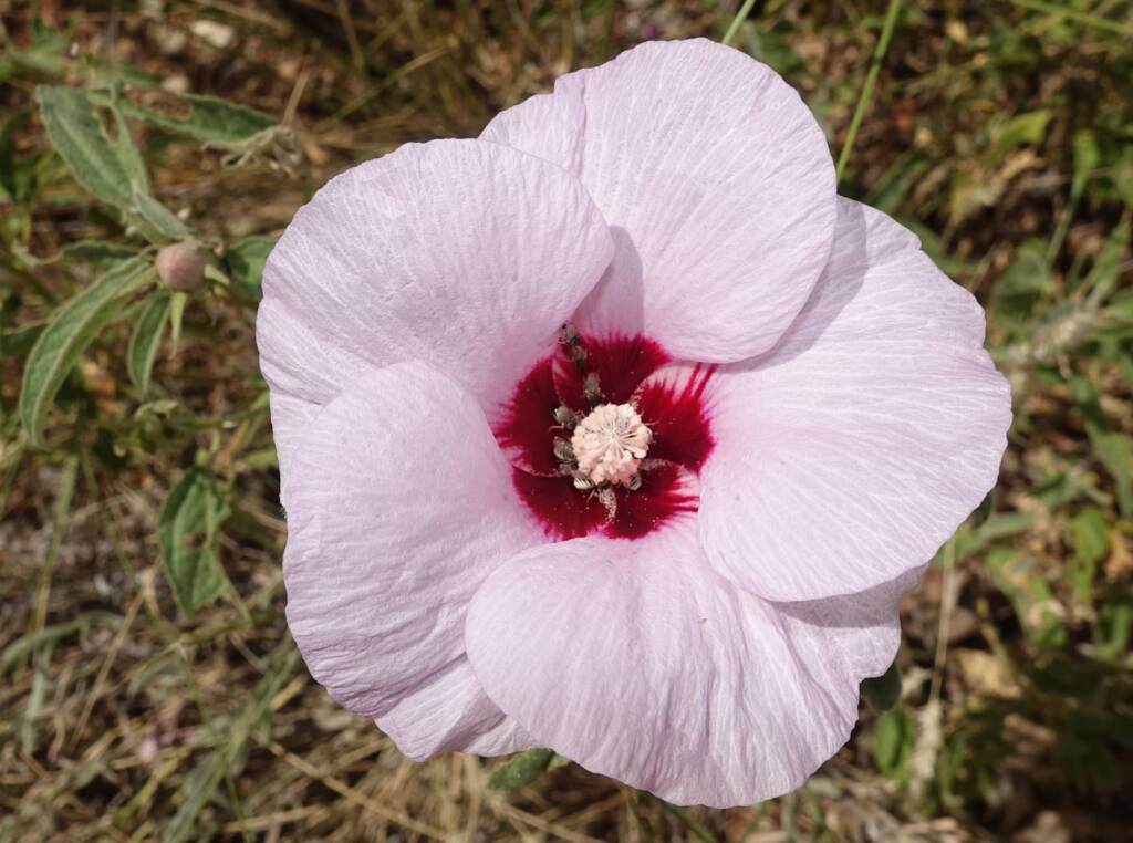 Australian Desert Rose (Gossypium australe) with Australiphthiria sp, Alice Springs Desert Park NT