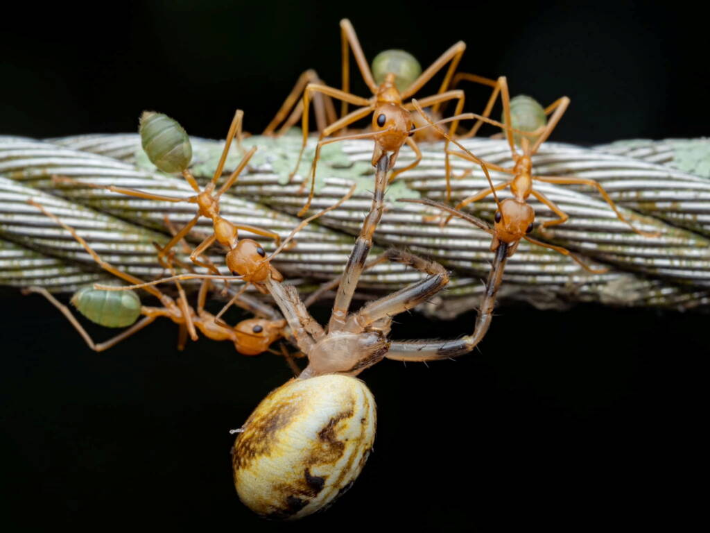 Green Tree Ants (Oecophylla smaragdina), Top End NT © Callum Munro
