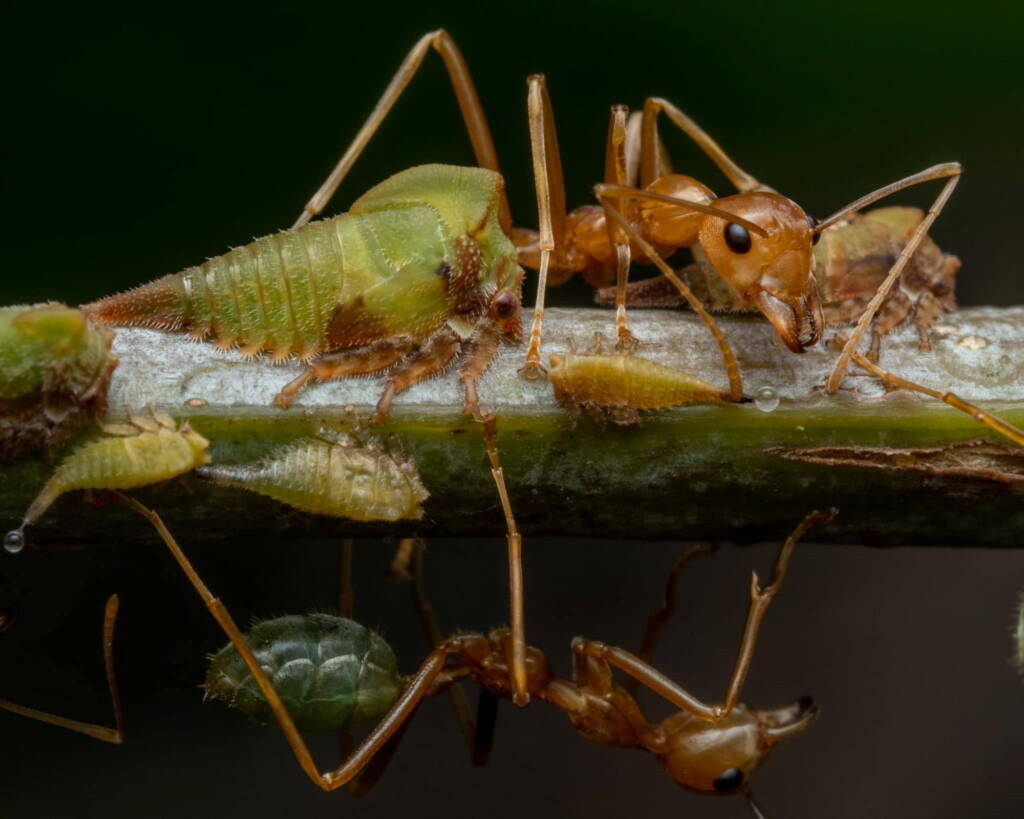 Green Tree Ants (Oecophylla smaragdina), Top End NT © Callum Munro