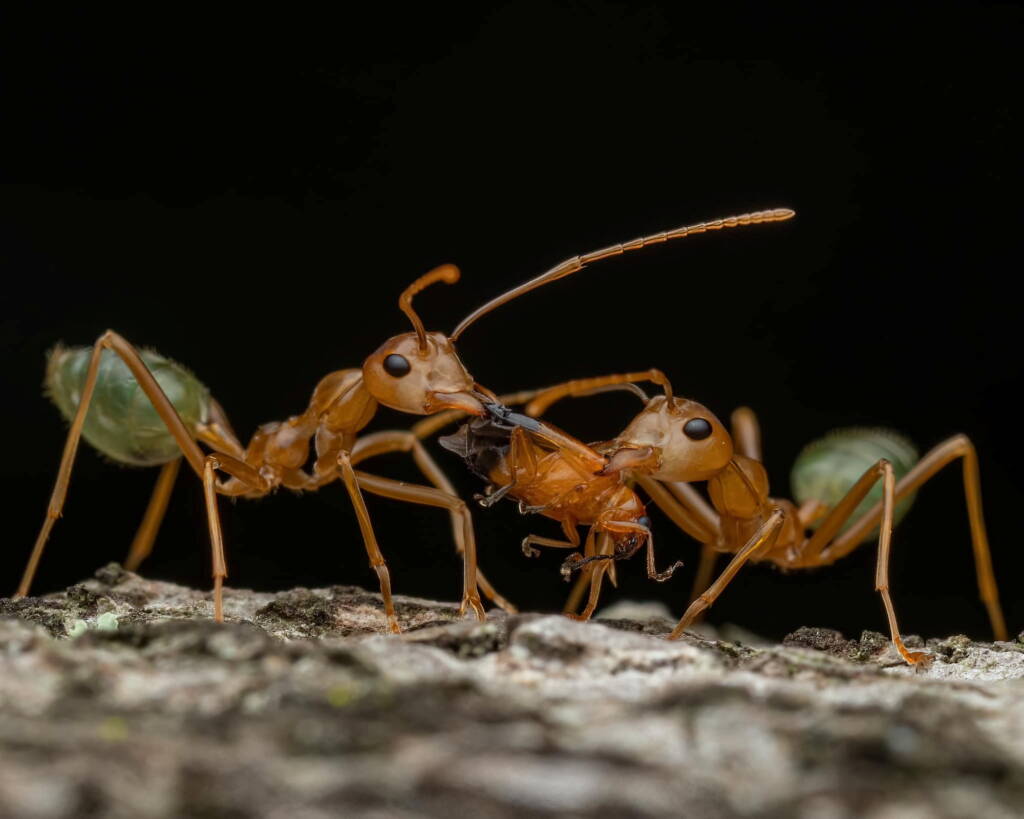 Green Tree Ants (Oecophylla smaragdina), Top End NT © Callum Munro