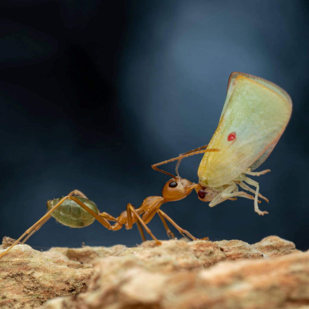 Green Tree Ants (Oecophylla smaragdina), Top End NT © Callum Munro