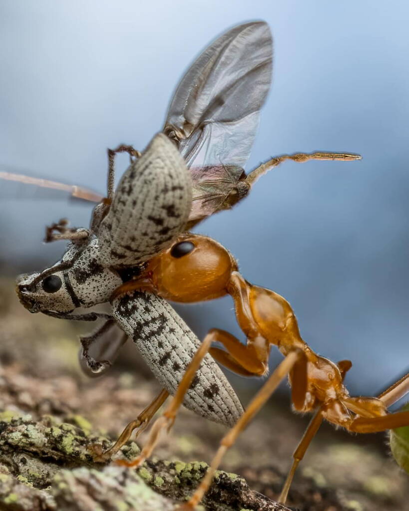 Green Tree Ants (Oecophylla smaragdina), Top End NT © Callum Munro