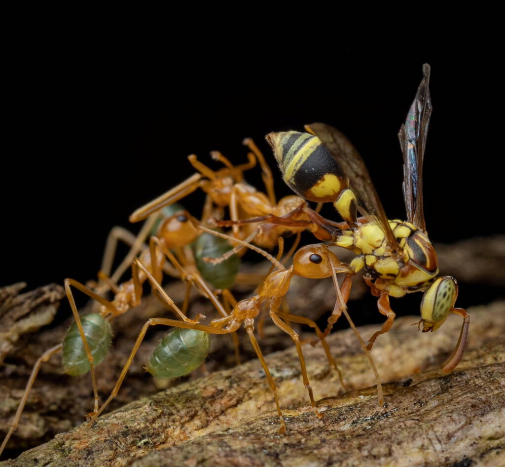 Green Tree Ants (Oecophylla smaragdina), Top End NT © Callum Munro