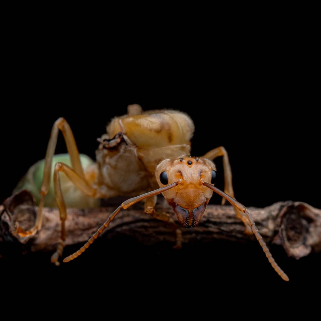 Green Tree Ants (Oecophylla smaragdina), Top End NT © Callum Munro