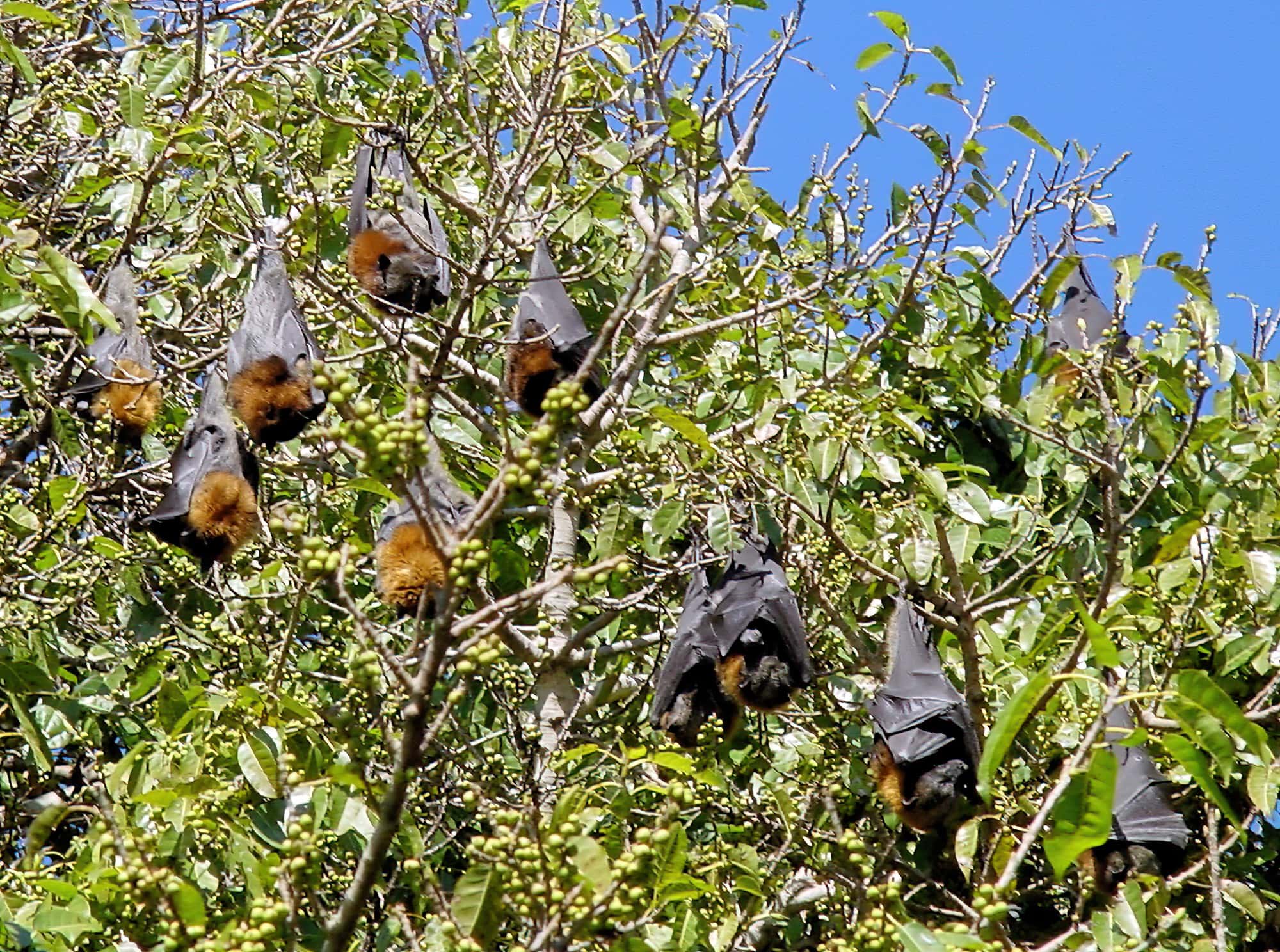 Grey-headed Flying Foxes (Pteropus poliocephalus), Royal Botanic Garden Sydney NSW