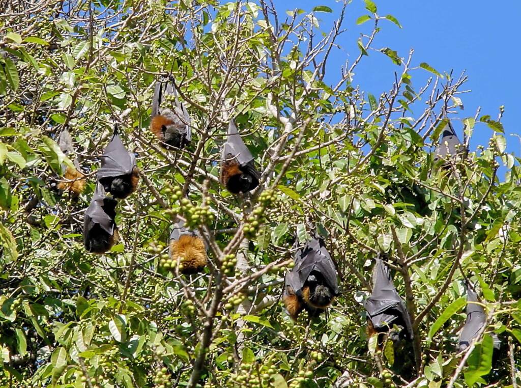 Grey-headed Flying Fox (Pteropus poliocephalus), Royal Botanic Garden Sydney NSW