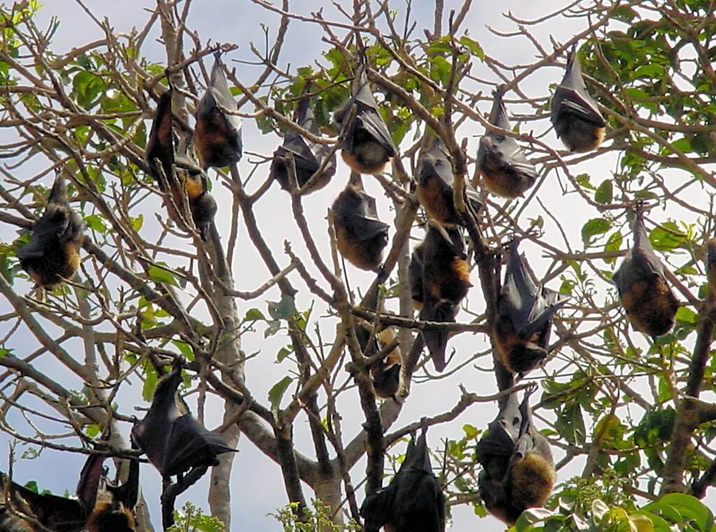 Grey-headed Flying Foxes (Pteropus poliocephalus), Royal Botanic Garden Sydney NSW