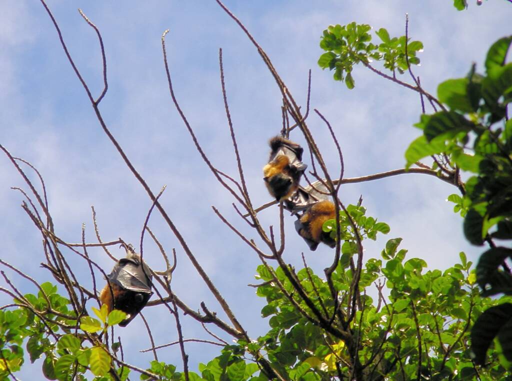 Grey-headed Flying Foxes (Pteropus poliocephalus), Royal Botanic Garden Sydney NSW