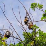 Grey-headed Flying Foxes (Pteropus poliocephalus), Royal Botanic Garden Sydney NSW