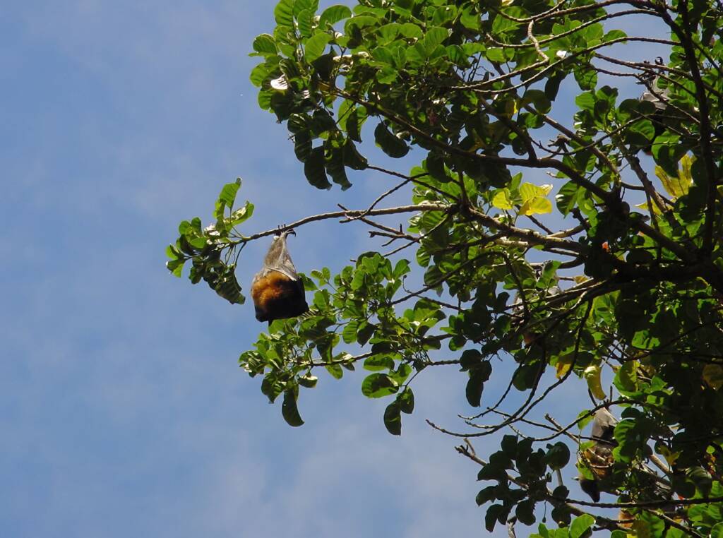 Grey-headed Flying Fox (Pteropus poliocephalus), Royal Botanic Garden Sydney NSW