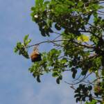 Grey-headed Flying Fox (Pteropus poliocephalus), Royal Botanic Garden Sydney NSW