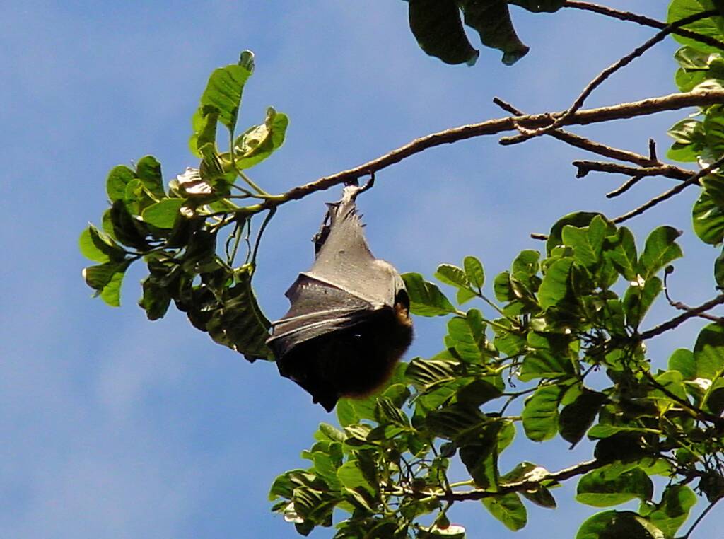 Grey-headed Flying Fox (Pteropus poliocephalus), Royal Botanic Garden Sydney NSW