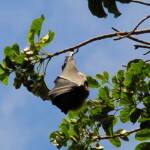 Grey-headed Flying Fox (Pteropus poliocephalus), Royal Botanic Garden Sydney NSW
