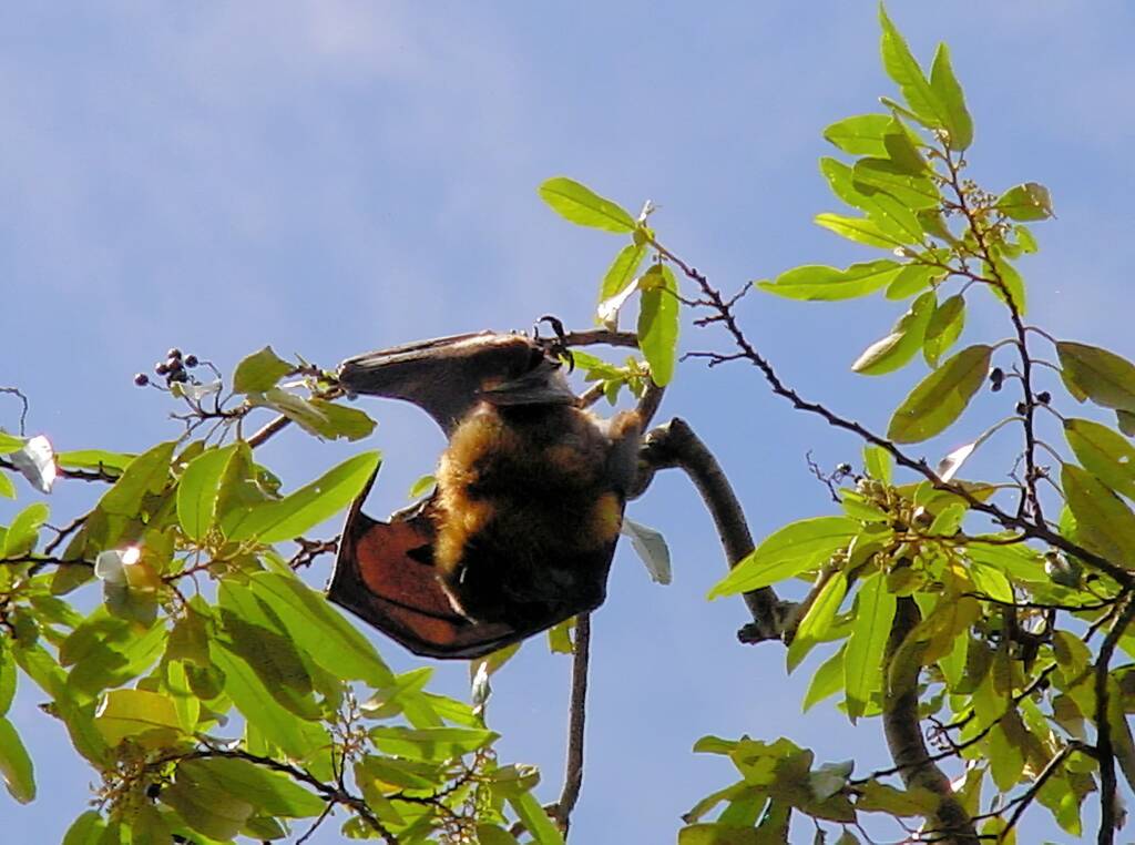 Grey-headed Flying Fox (Pteropus poliocephalus), Royal Botanic Garden Sydney NSW