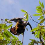 Grey-headed Flying Fox (Pteropus poliocephalus), Royal Botanic Garden Sydney NSW