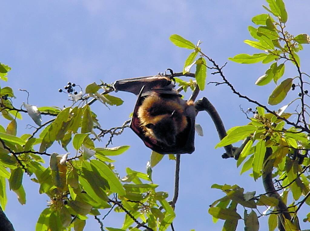Grey-headed Flying Fox (Pteropus poliocephalus), Royal Botanic Garden Sydney NSW