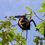 Grey-headed Flying Fox (Pteropus poliocephalus), Royal Botanic Garden Sydney NSW