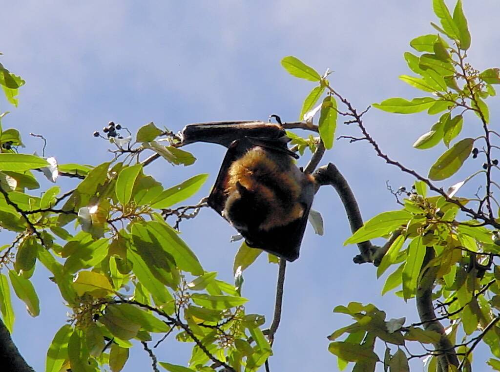 Grey-headed Flying Fox (Pteropus poliocephalus), Royal Botanic Garden Sydney NSW