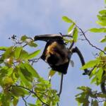 Grey-headed Flying Fox (Pteropus poliocephalus), Royal Botanic Garden Sydney NSW