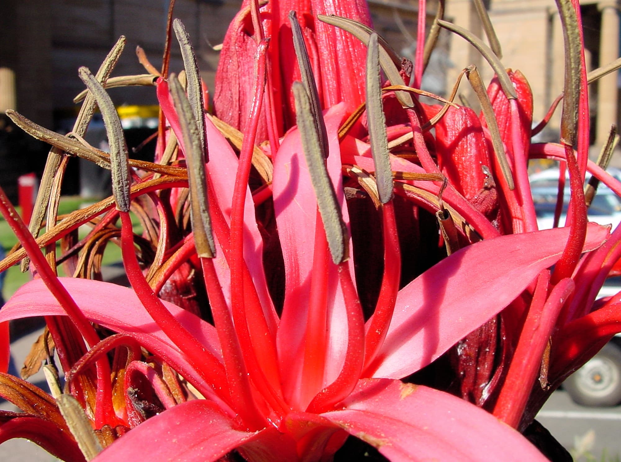 Gymea Lily (Doryanthes excelsa), Sydney NSW