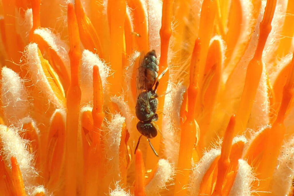 Hylaeus (Prosopisteron) sanguinipictus (on Banksia), Geraldton, Midwest WA © Gary Taylor