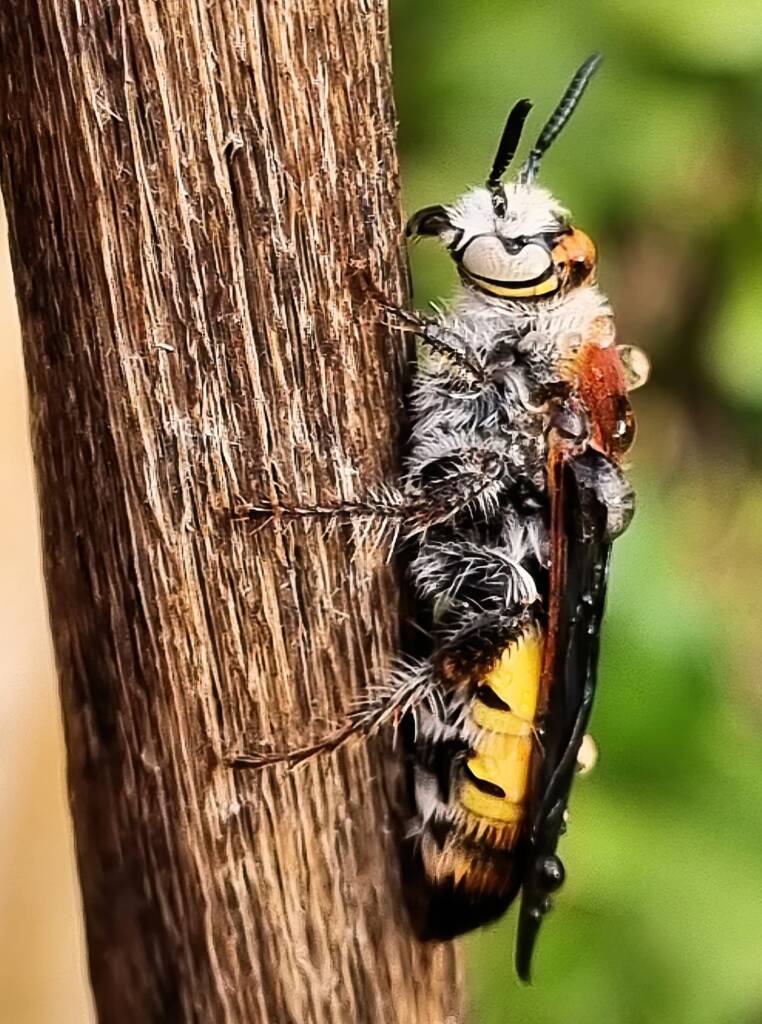 Yellow Hairy Flower Wasp (Radumeris radula), Alice Springs NT © Dorothy Latimer