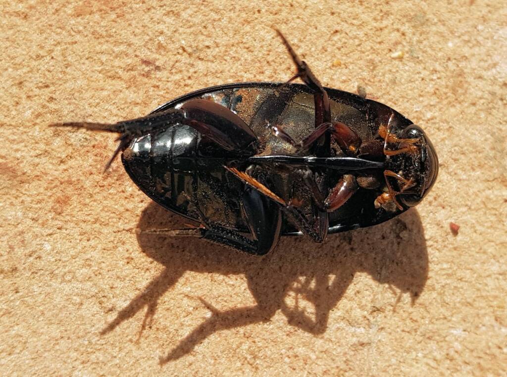 Large Water Beetles - Hydrophilus (Hydrophilus) brevispina, Alice Springs NT