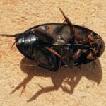 Large Water Beetles - Hydrophilus (Hydrophilus) brevispina, Alice Springs NT
