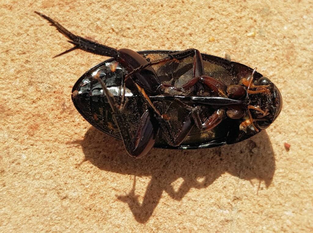 Large Water Beetles - Hydrophilus (Hydrophilus) brevispina, Alice Springs NT