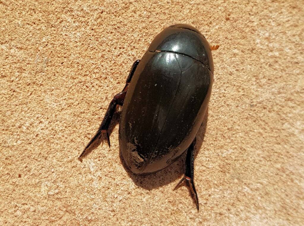 Large Water Beetles - Hydrophilus (Hydrophilus) brevispina, Alice Springs NT
