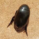 Large Water Beetles - Hydrophilus (Hydrophilus) brevispina, Alice Springs NT