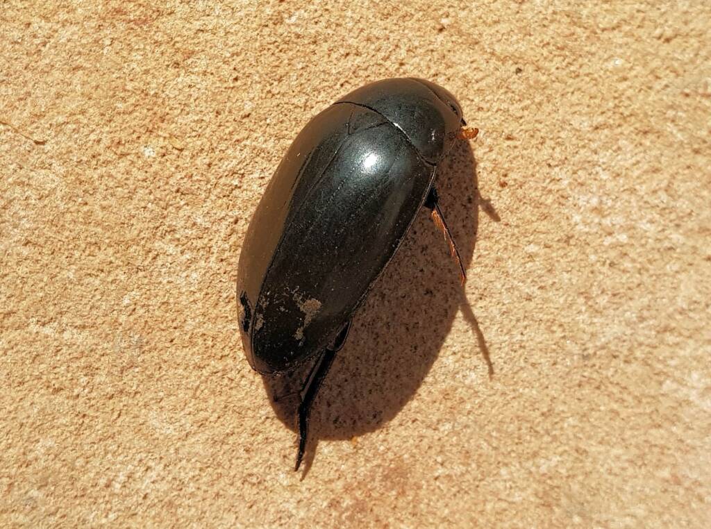 Large Water Beetles - Hydrophilus (Hydrophilus) brevispina, Alice Springs NT